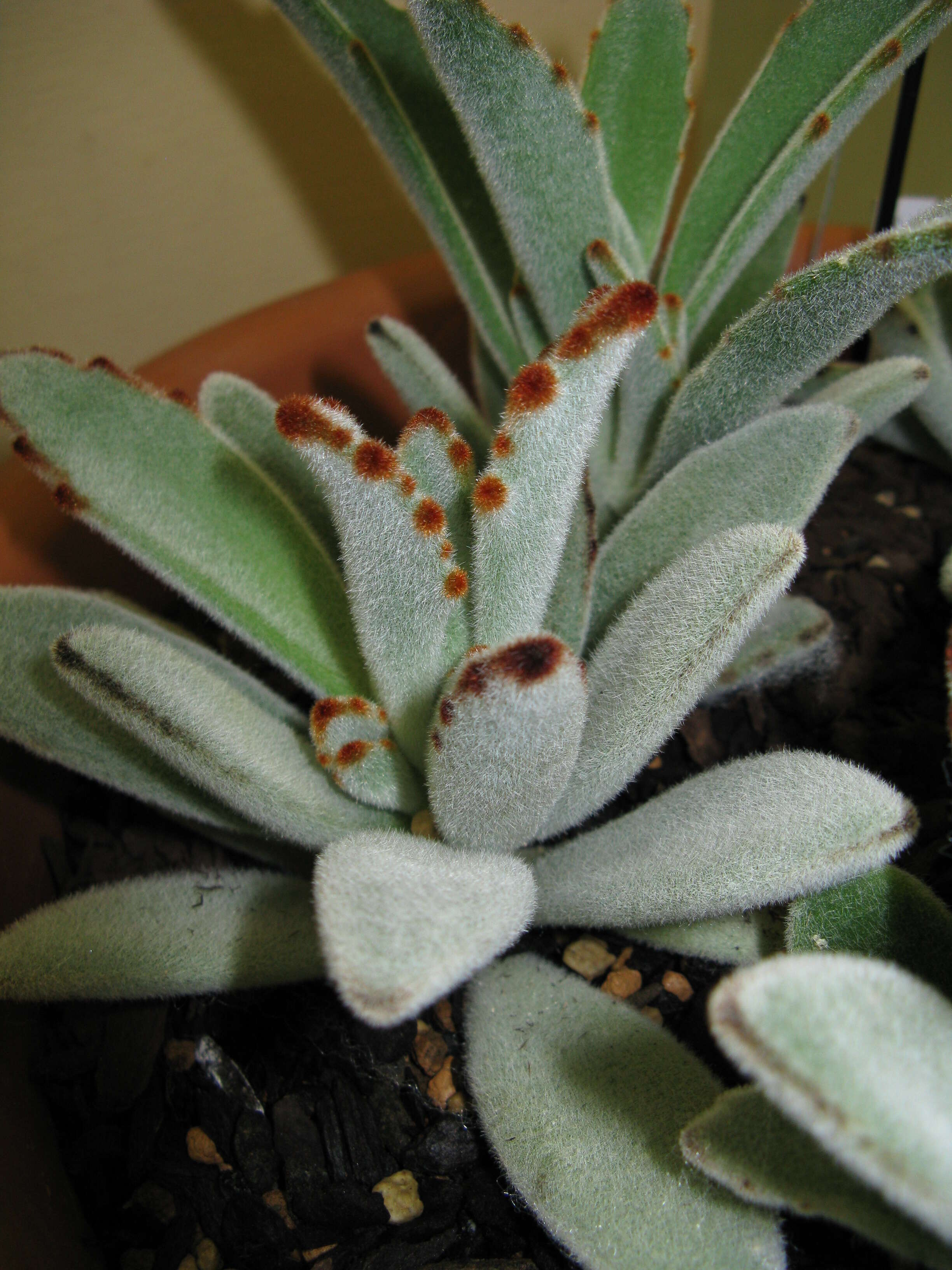 Image of Kalanchoe tomentosa Baker