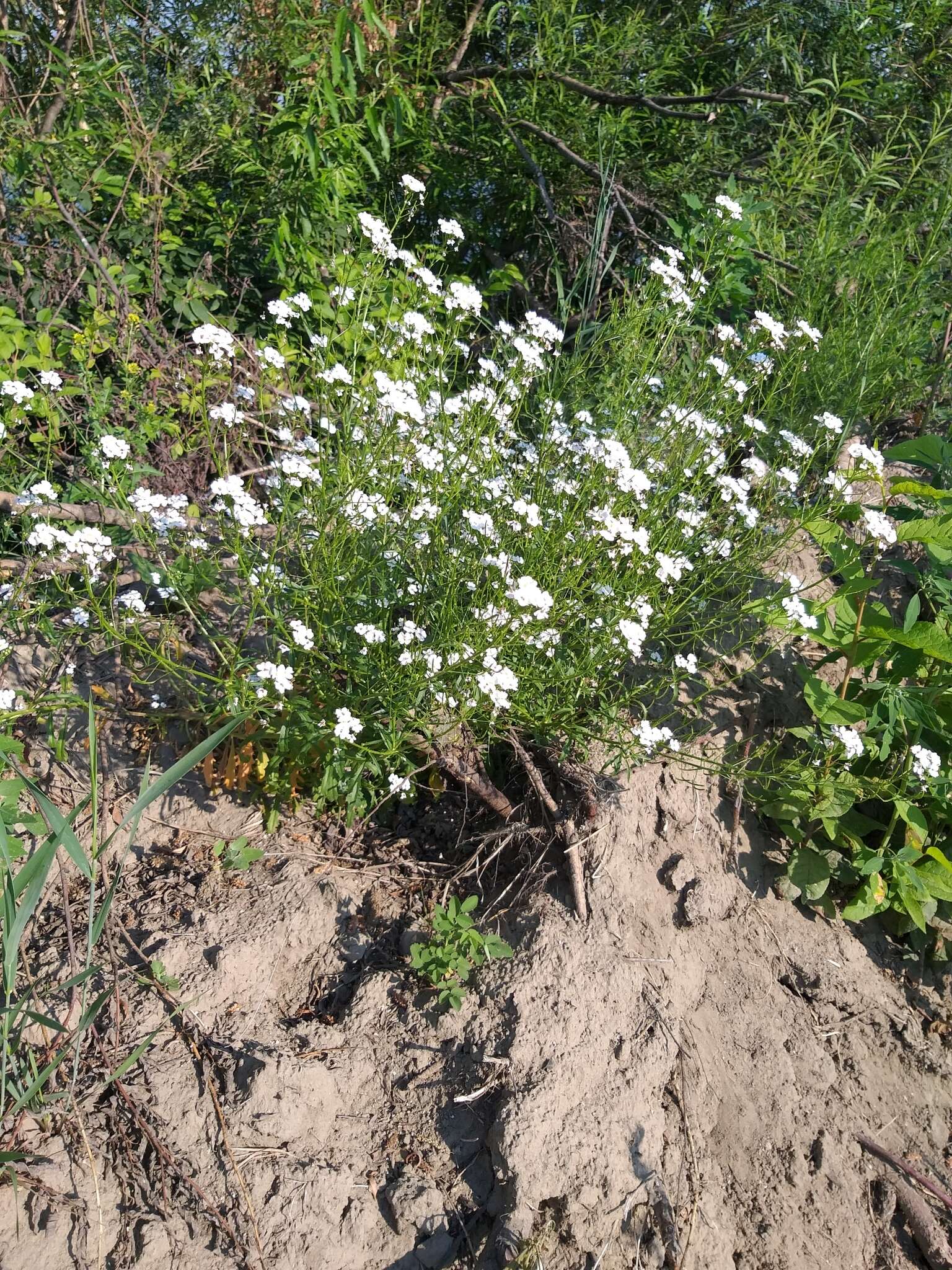 Image de Dontostemon pinnatifidus (Willd.) Al-Shehbaz & H. Ohba