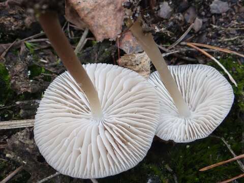 Image of Common Bonnet