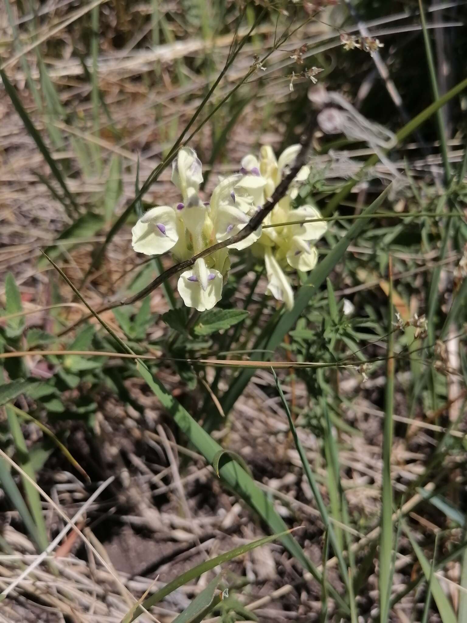 Scutellaria supina L.的圖片