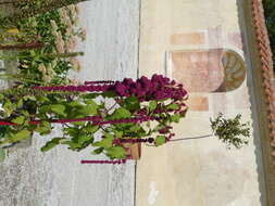 Image of love-lies-bleeding