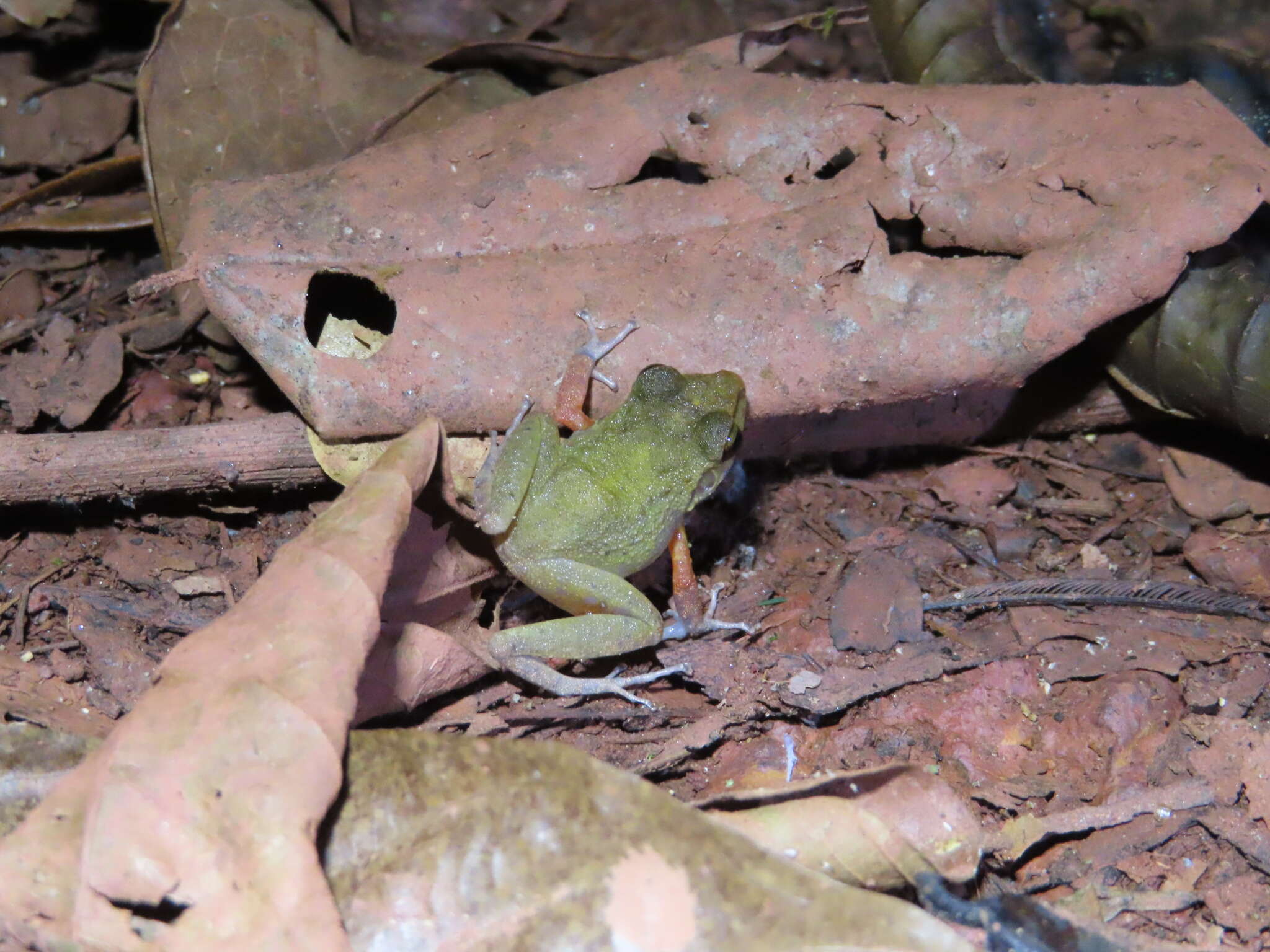 Image of Pristimantis zeuctotylus (Lynch & Hoogmoed 1977)