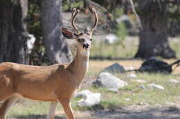 Odocoileus hemionus inyoensis Cowan 1933的圖片