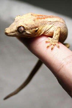 Image of Knob-headed Giant Gecko