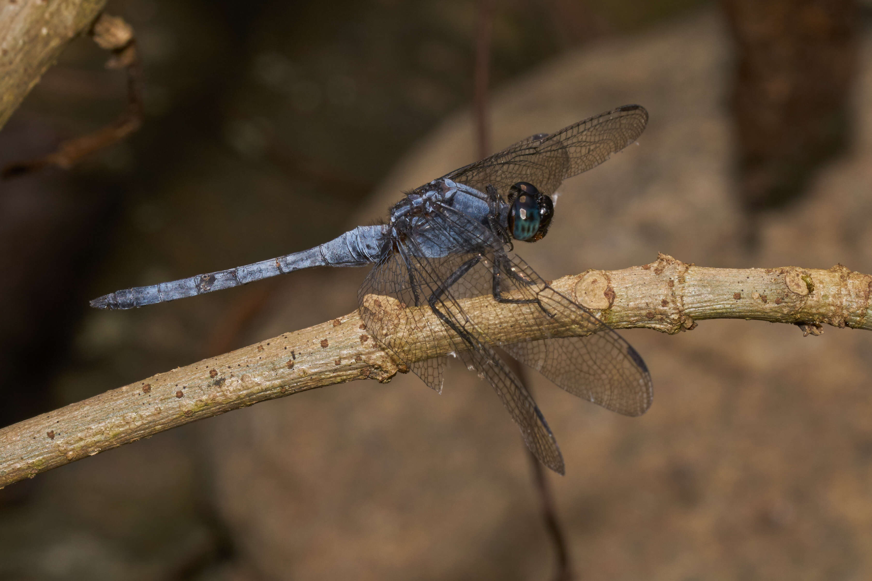 Image of blue marsh hawk