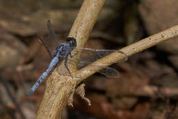 Image of blue marsh hawk