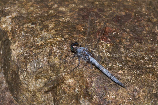 Image of blue marsh hawk