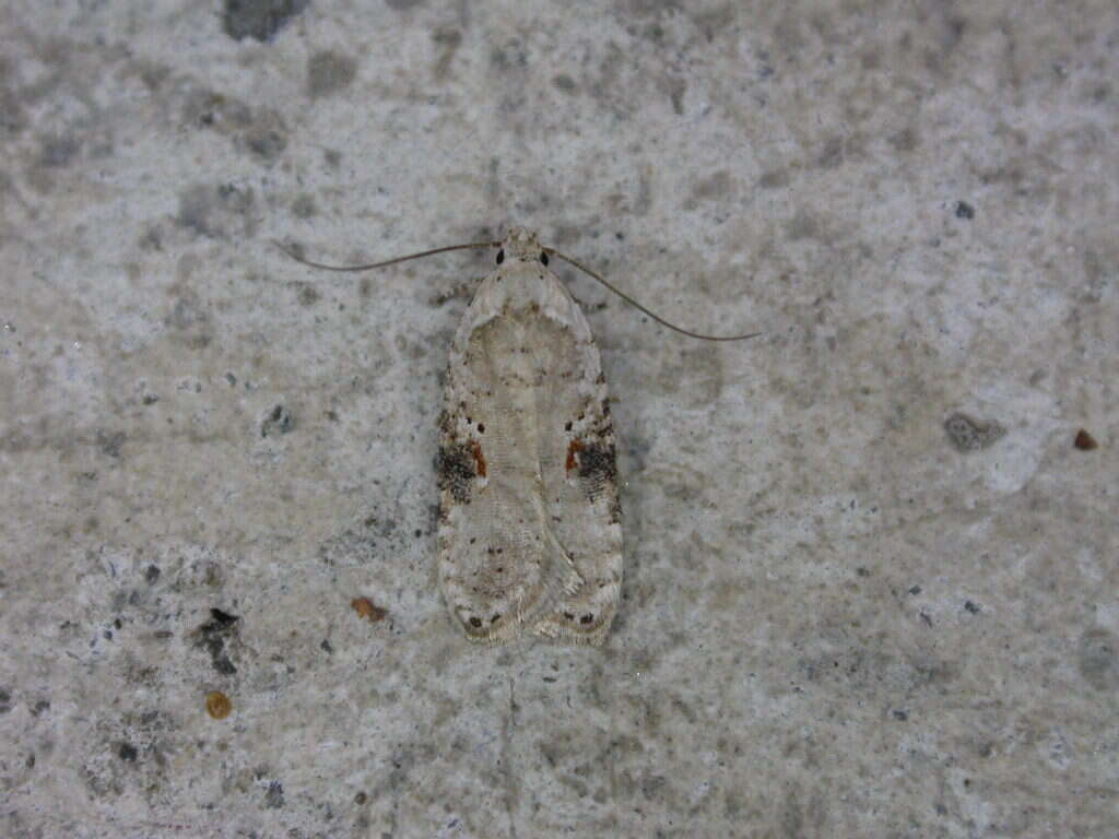 Image of Poison Hemlock Moth