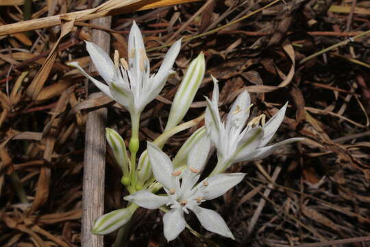 Image of Vagaria parviflora (Desf. ex Redouté) Herb.