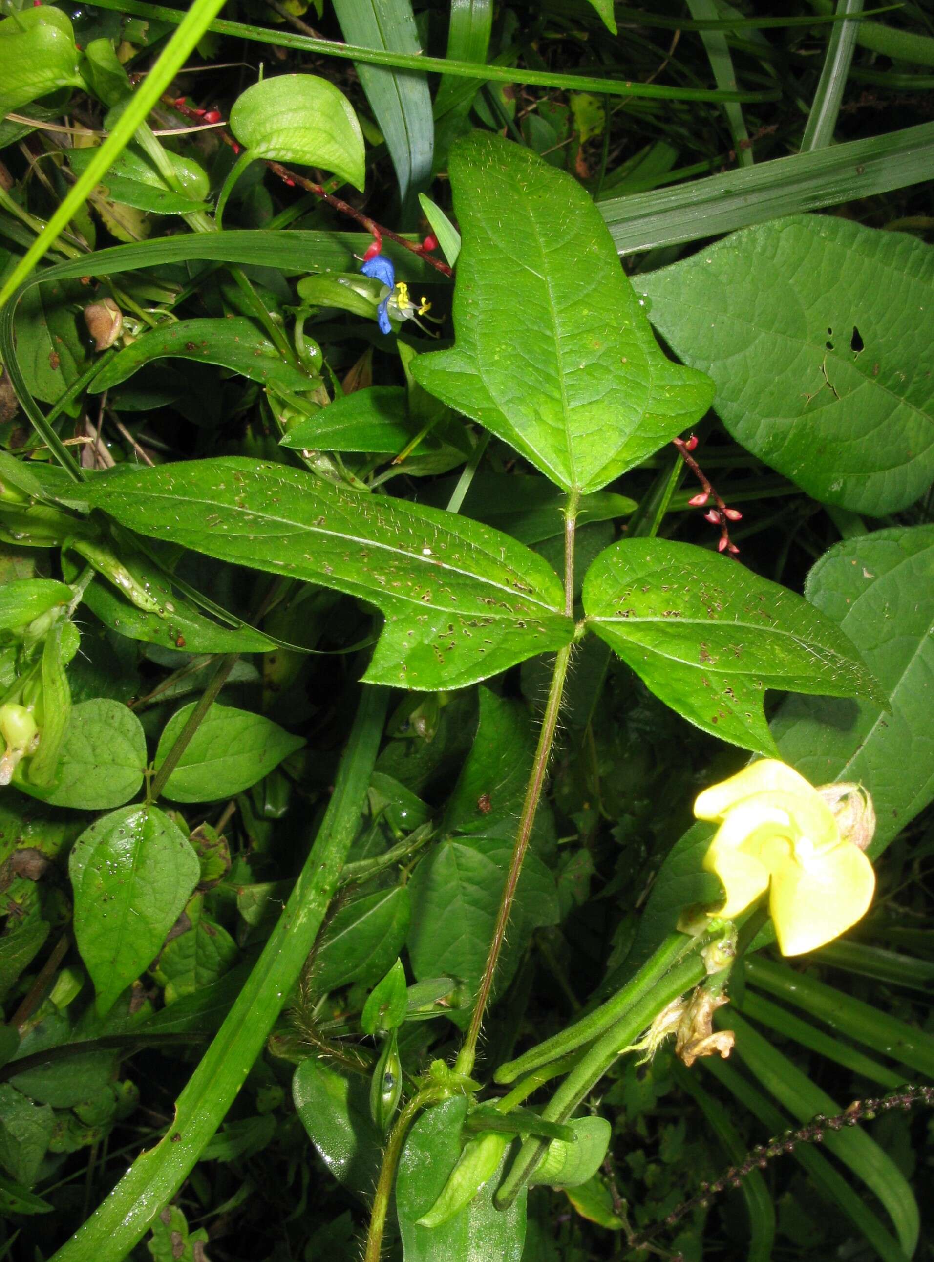 Image of adzuki bean