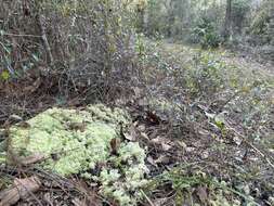 Image of pale bog-moss