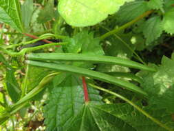 Image of adzuki bean