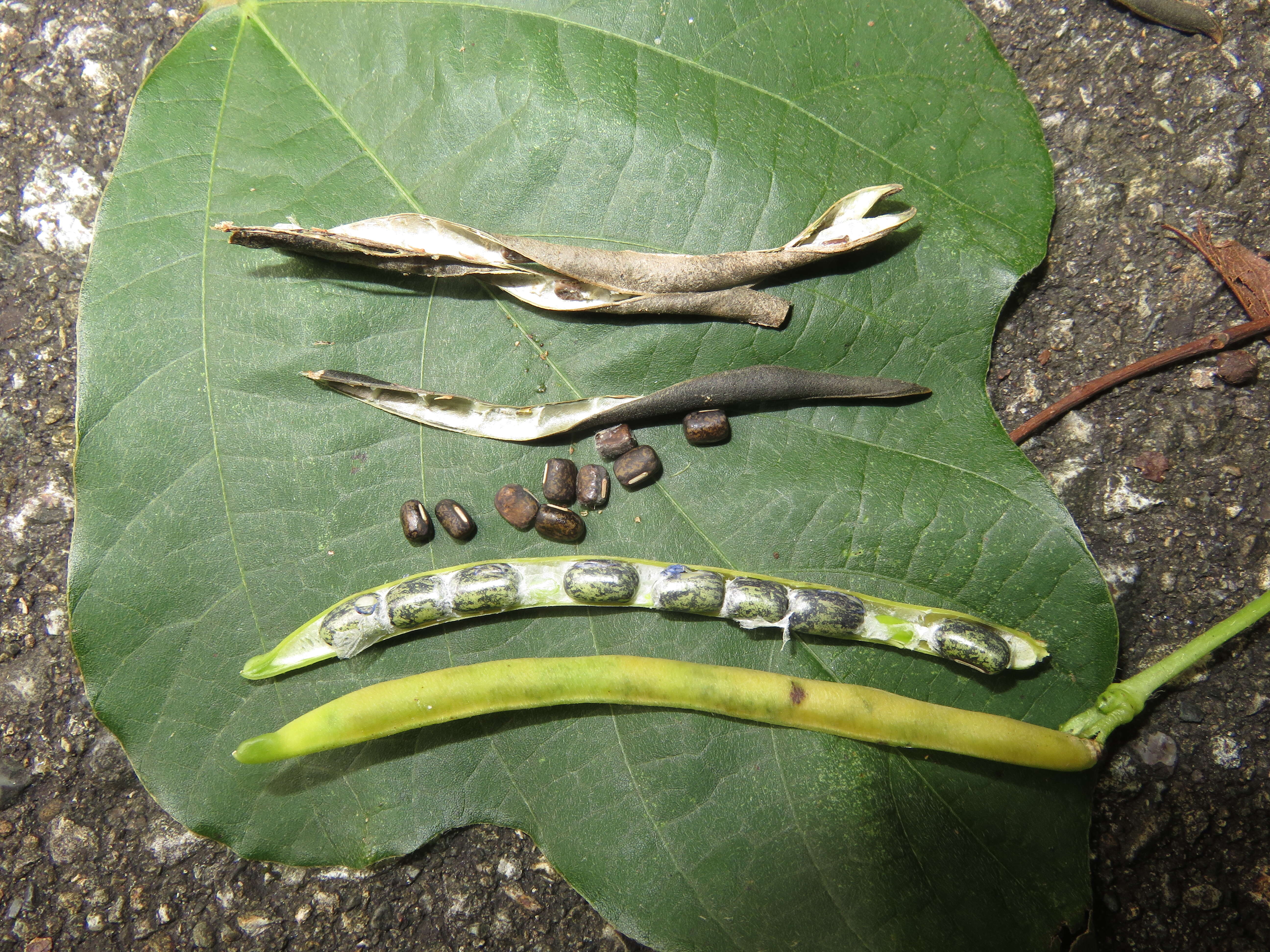 Image of adzuki bean