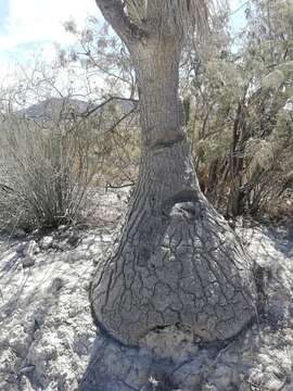 Image of Mexican Pony Tail Palm