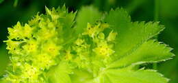 Image of Alchemilla lindbergiana Juz.