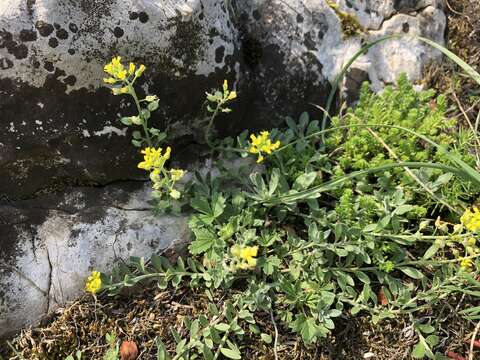 Image of Mountain Alyssum