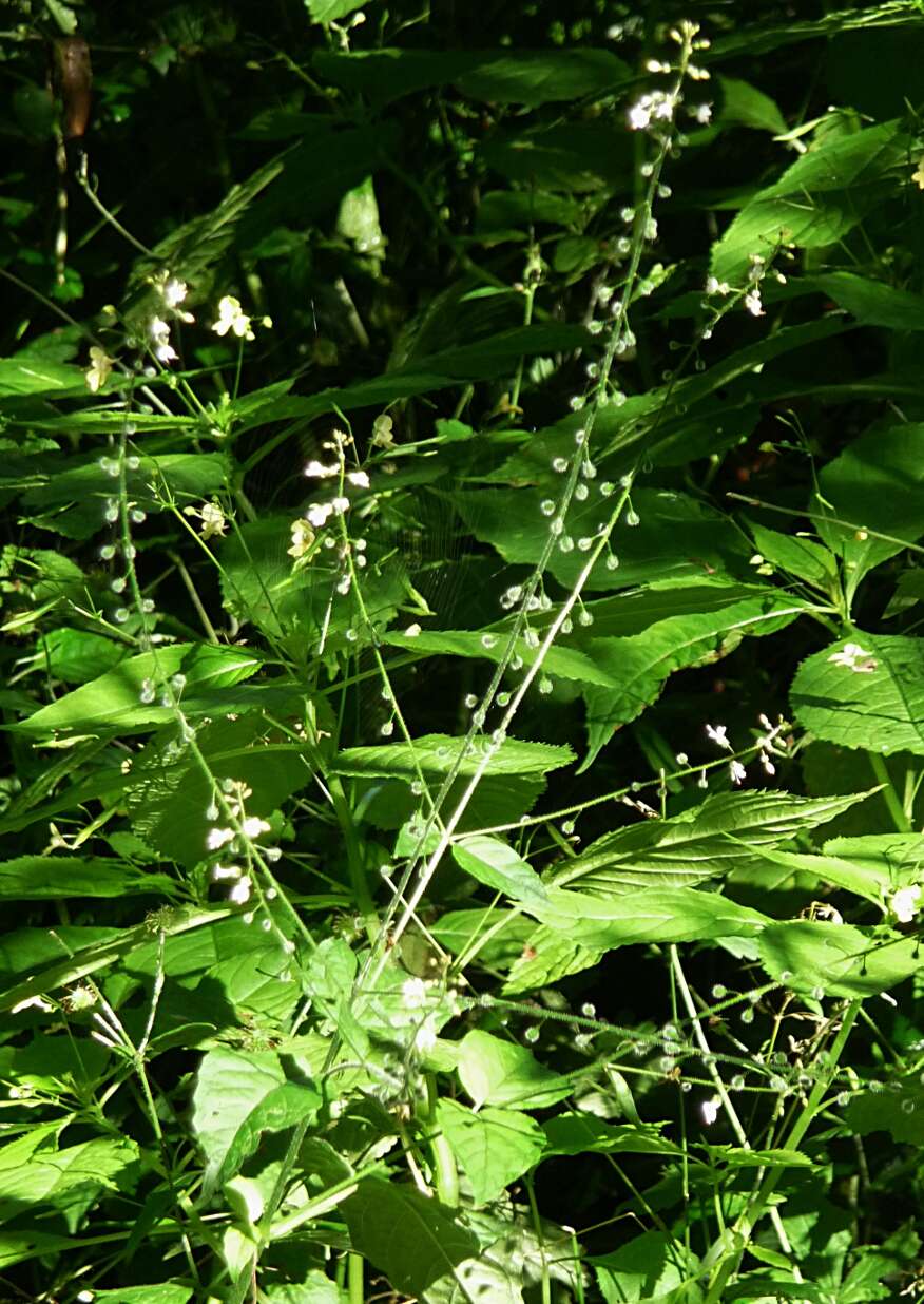 Image of broadleaf enchanter's nightshade