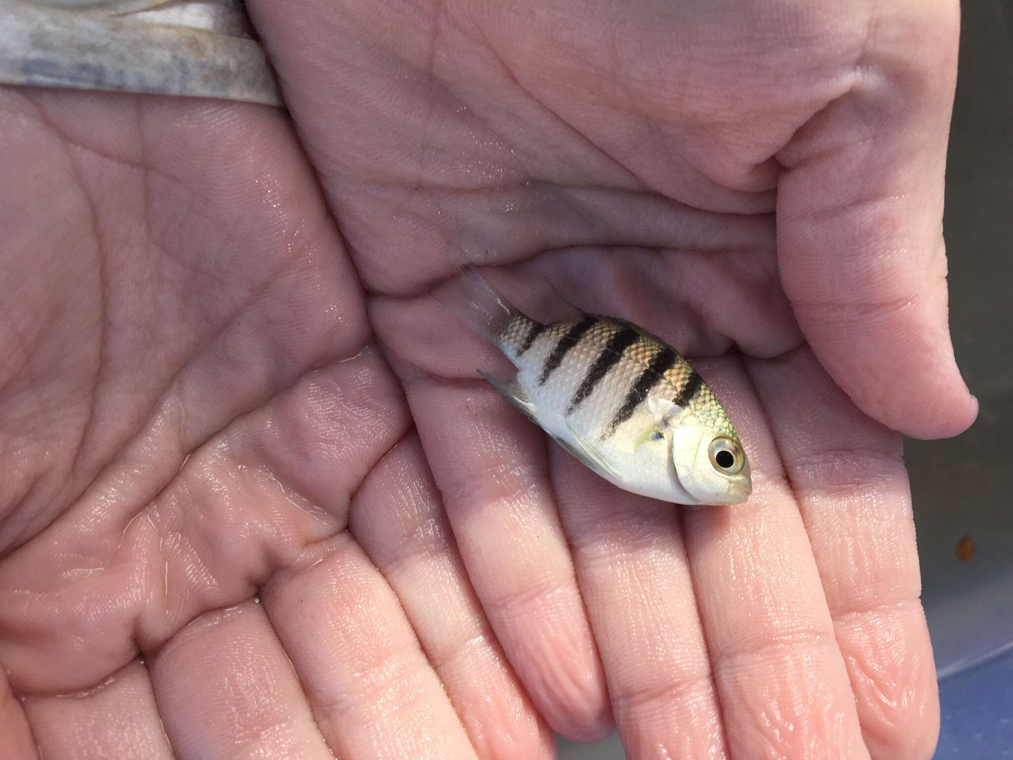 Image of Damsel Fish