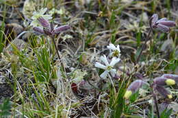 Image of pink campion