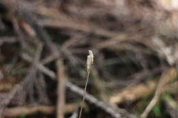 Image of Gastrodia peichatieniana S. S. Ying