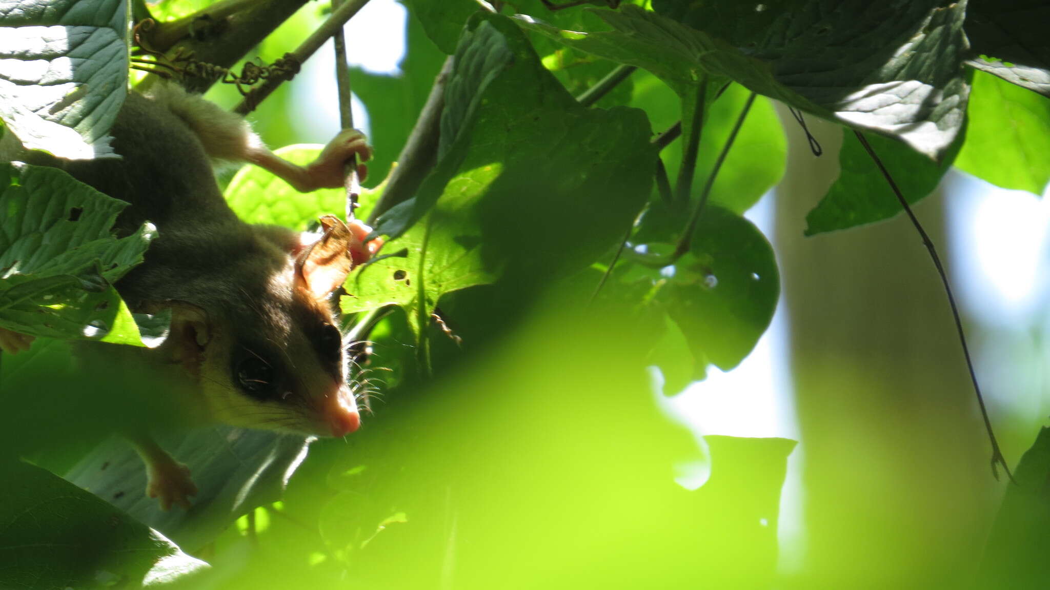 Image of Mexican Mouse Opossum