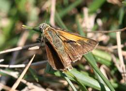 Image of Tawny-edged Skipper