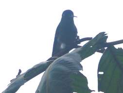 Image of Blue-tailed Hummingbird