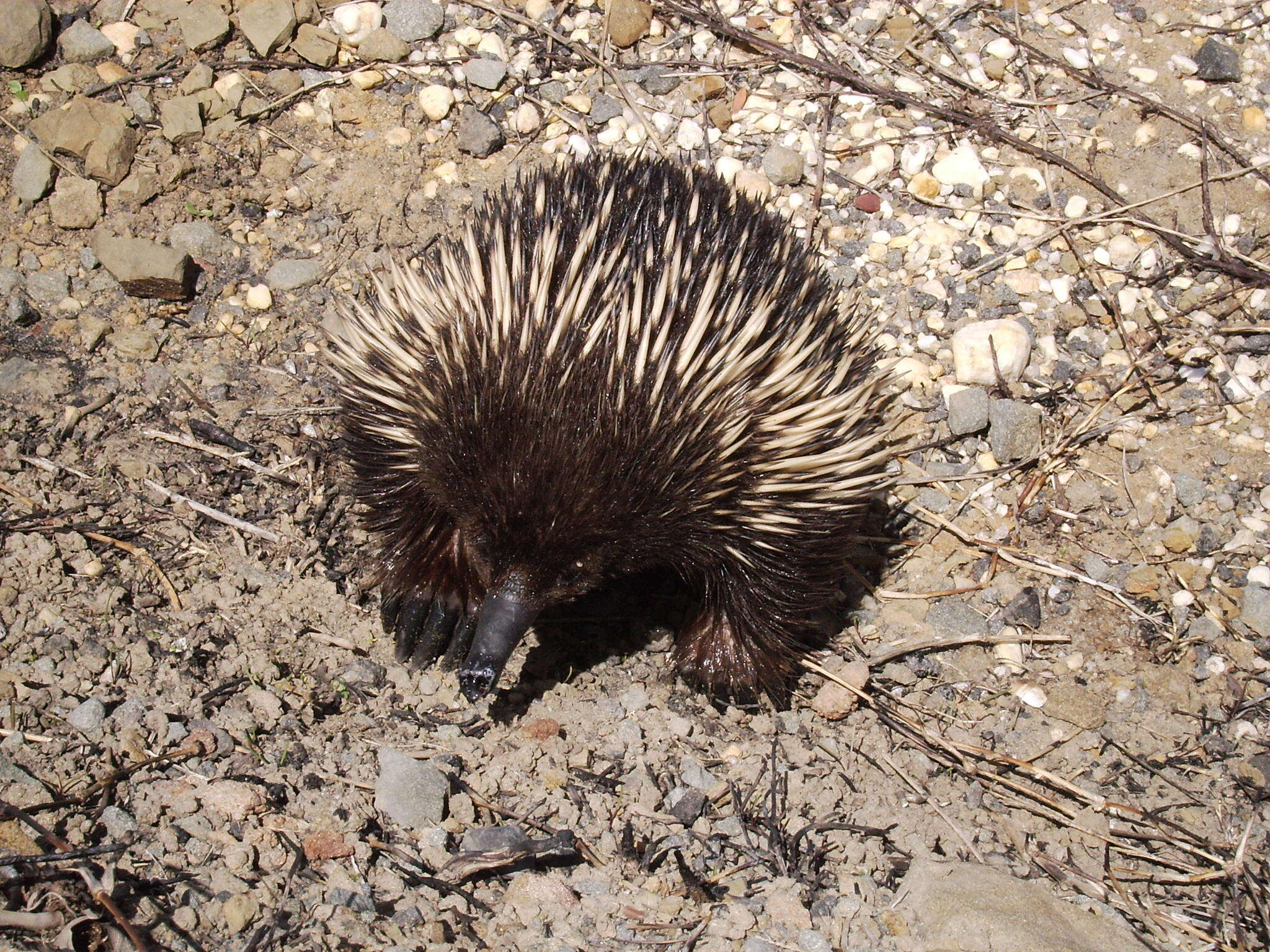 Image of Short-beaked Echidnas