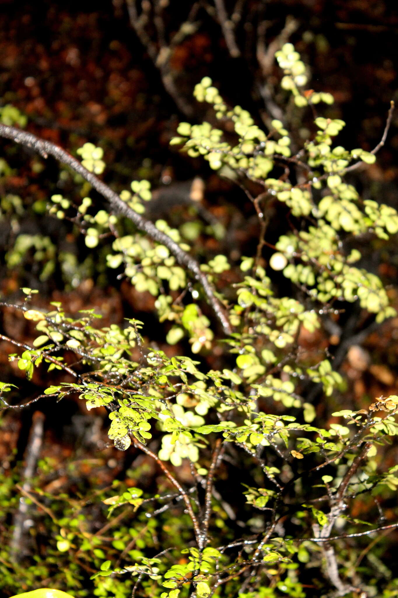 Image of Nothofagus solandri (Hook. fil.) Oerst.