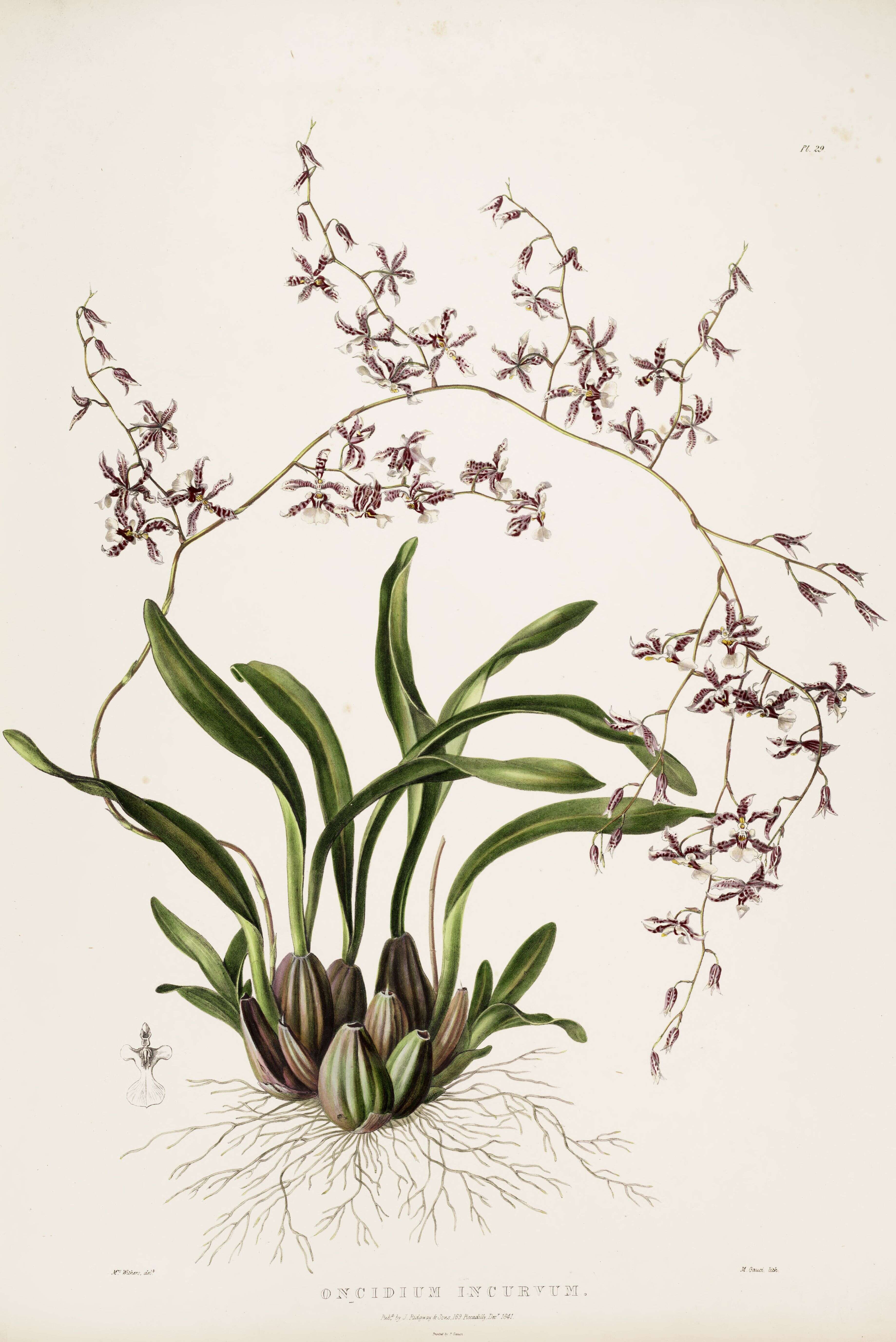 Слика од Oncidium incurvum Barker ex Lindl.