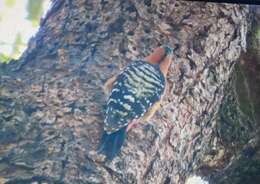 Image of Rufous-bellied Woodpecker