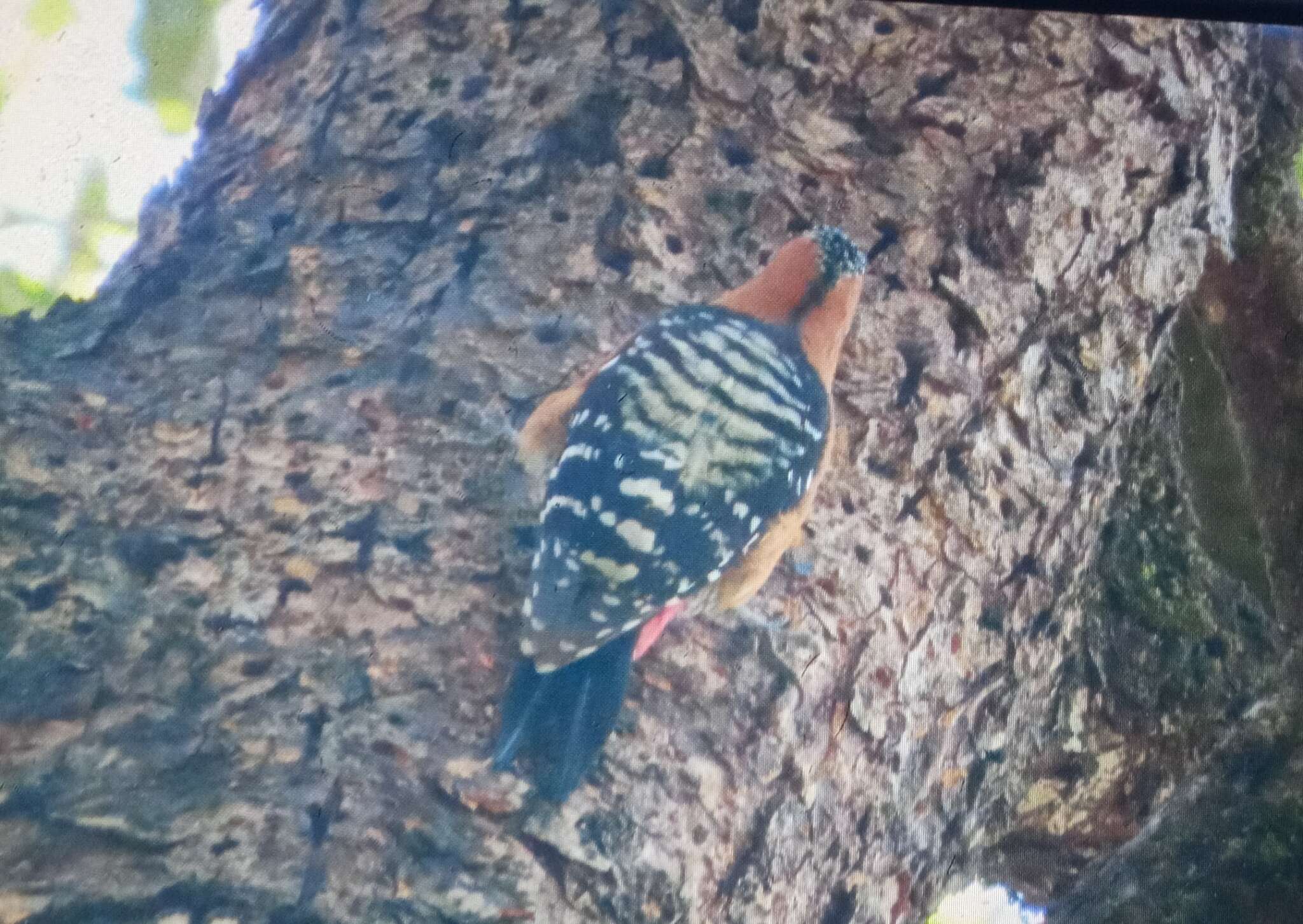 Image of Rufous-bellied Woodpecker