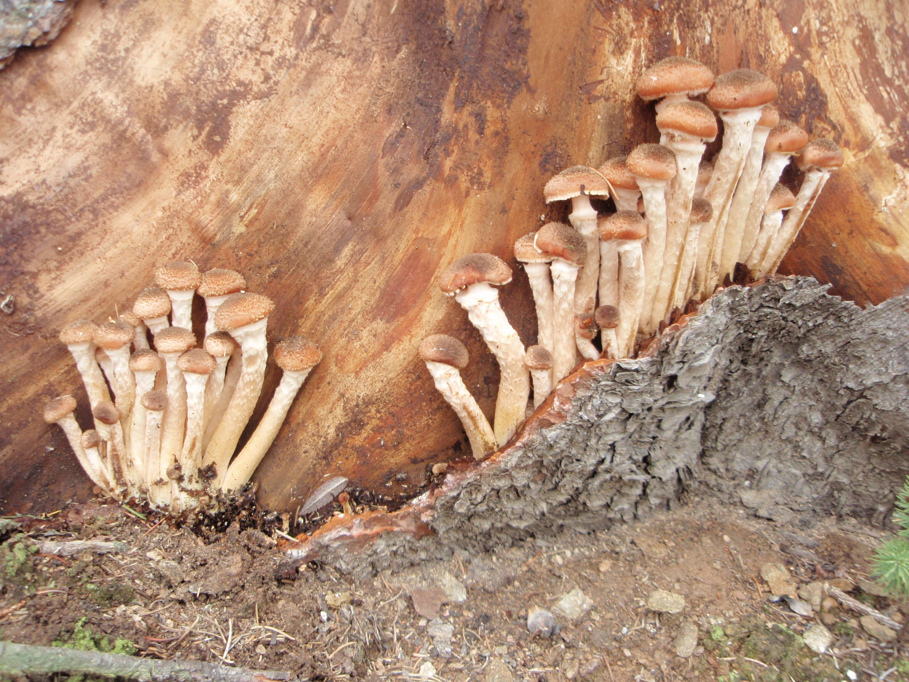 Image of Armillaria ostoyae (Romagn.) Herink 1973