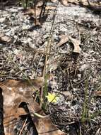 Image of fringed yellow star-grass