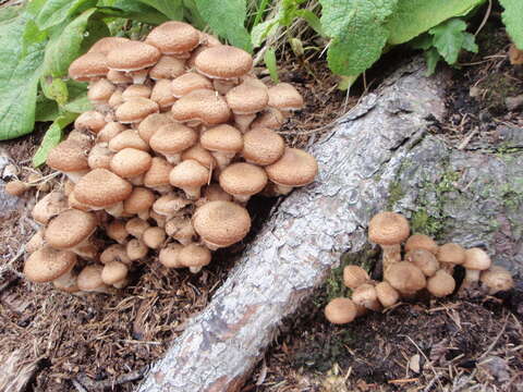 Image of Armillaria ostoyae (Romagn.) Herink 1973