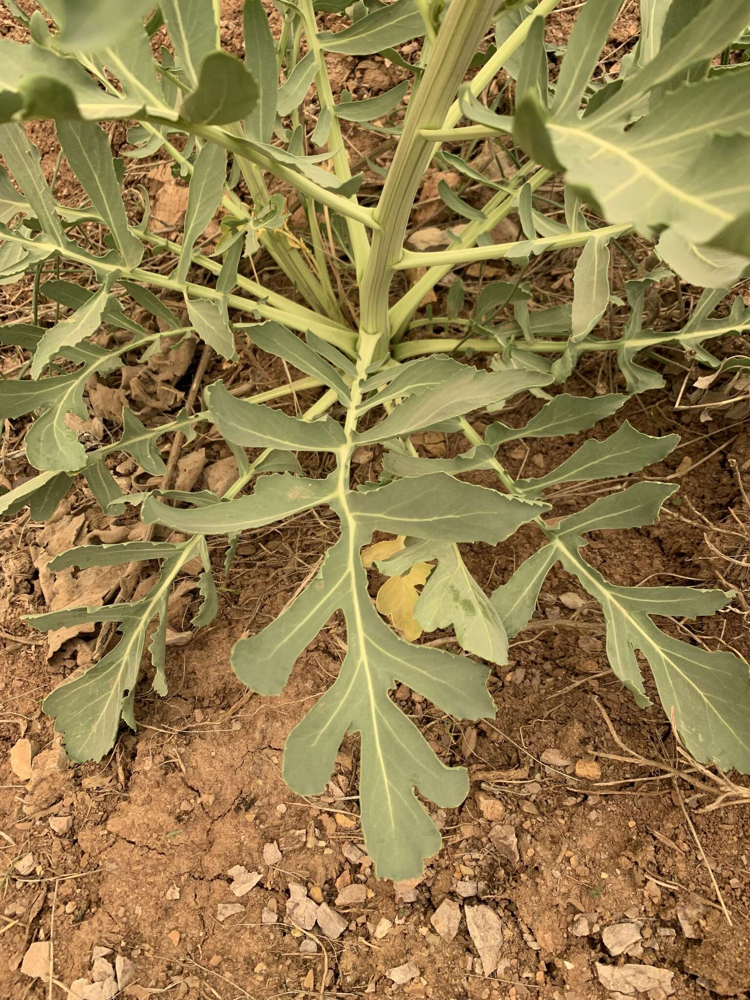 Image of Crambe orientalis L.