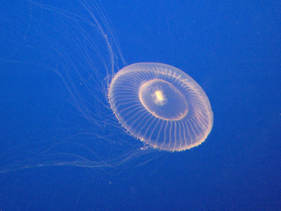 Image of crystal jelly