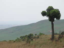 Image of Highveld Cabbage Tree