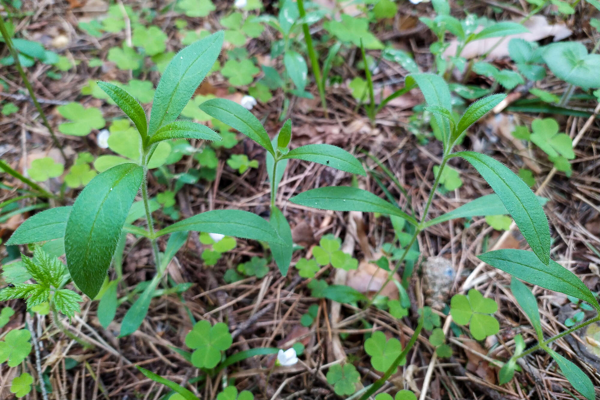 Plancia ëd Cerastium pauciflorum Stev. ex Ser.