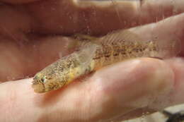 Image of Code goby