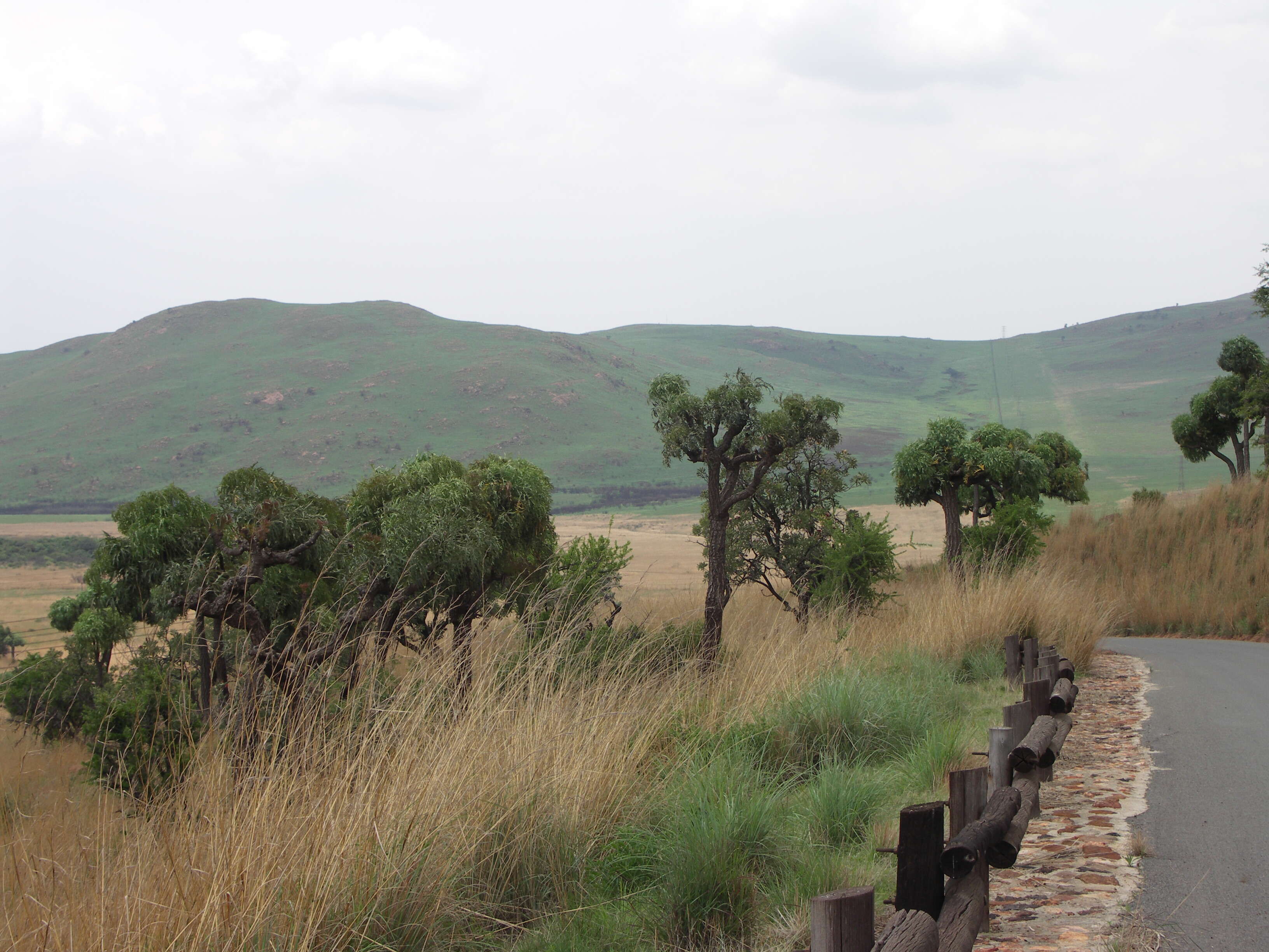 Image of Highveld Cabbage Tree