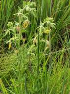 Image of Ceropegia macropetala (Schltr.) Bruyns