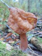 Image de Gyromitra infula (Schaeff.) Quél. 1886