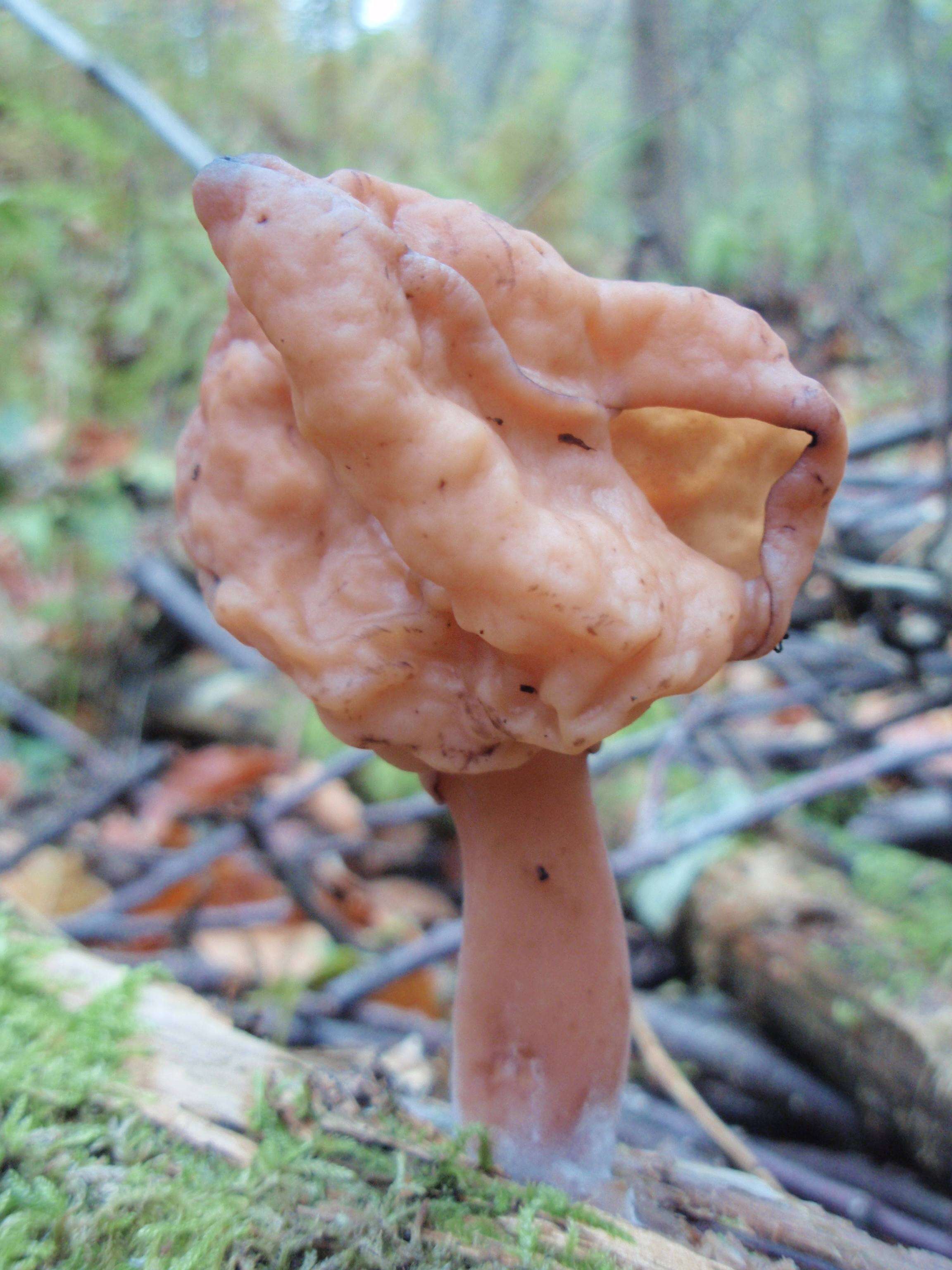 Image of Gyromitra infula (Schaeff.) Quél. 1886