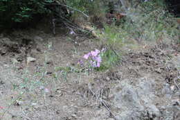 Image de Clarkia bottae (Spach) H. & M. Lewis