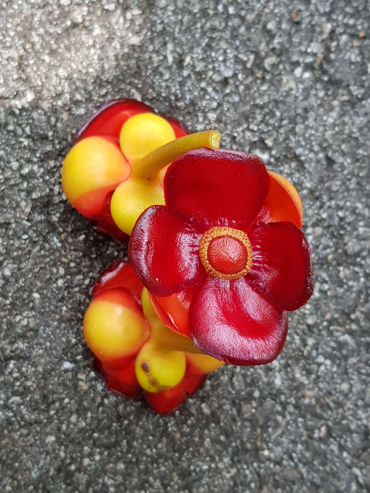 Image of Garcinia atroviridis Griff. ex T. Anders.