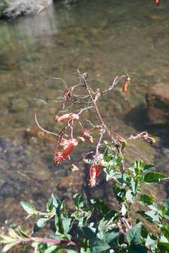 Image of Cape-fuchsia