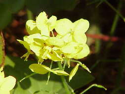 Image of Epimedium pinnatum DC.