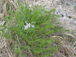 Image de Amsonia ciliata var. tenuifolia (Raf.) Woodson