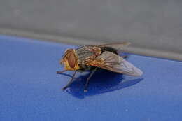 Image of Eurygastropsis tasmaniae (Walker 1858)